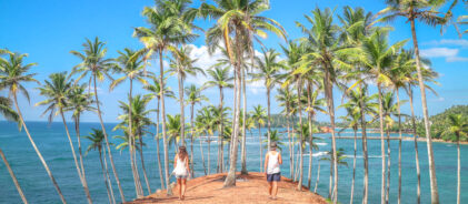 Palm-tree-grove-Mirissa