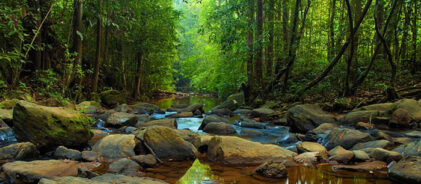 Sinharaja-rainforest-1442247490