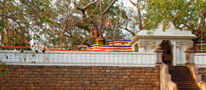 Sri Maha Bodhi, Anuradhapura - Lankapradeepa