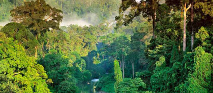 Visit-Sinharaja-Forest-Reserve-Sri-lnaka