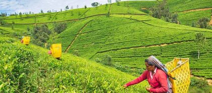Nuwara Eliya, Sri Lanka