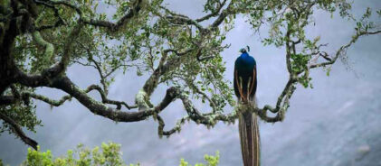 sinharaja-forest-feserve-sri-lanka-945x630