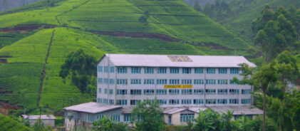 tea-factory