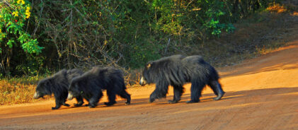 yala_nationalpark_slide11