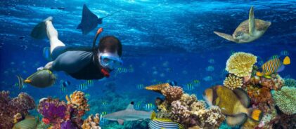 Maldives-cruise-underwater-scene - Copy-min